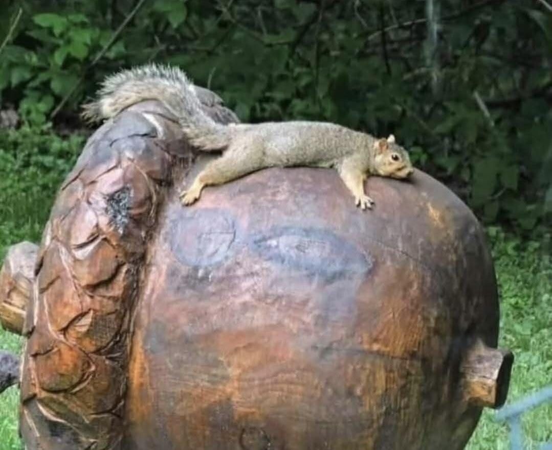 squirrel on a big nut