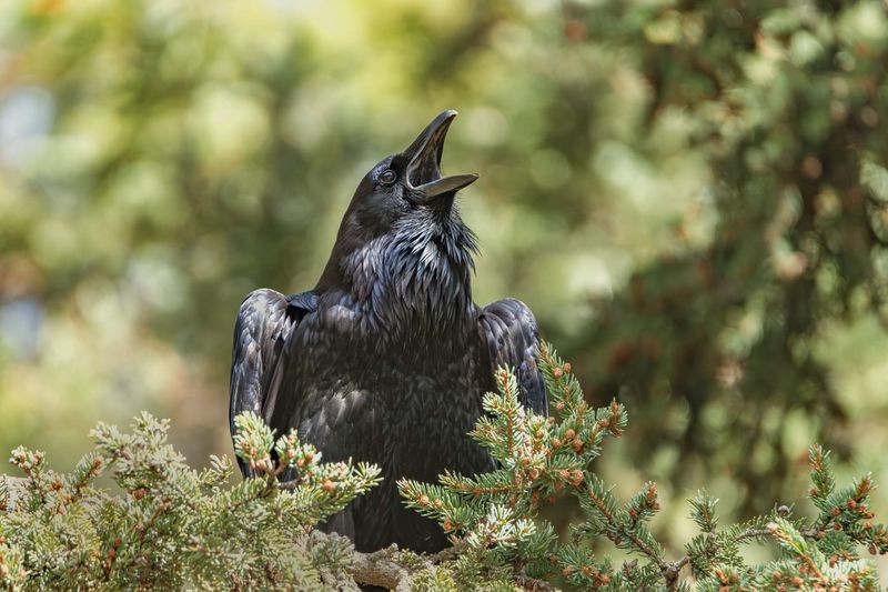Close-up of a raven perched on branches in Jasper National Park, Alberta.